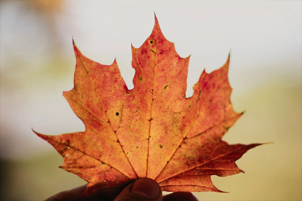 feuille d'automne